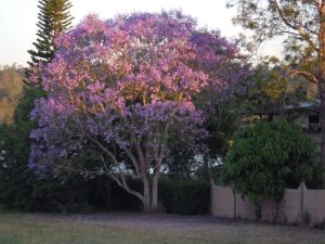 Jacaranda tree in flower